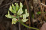 Bearded milkvetch